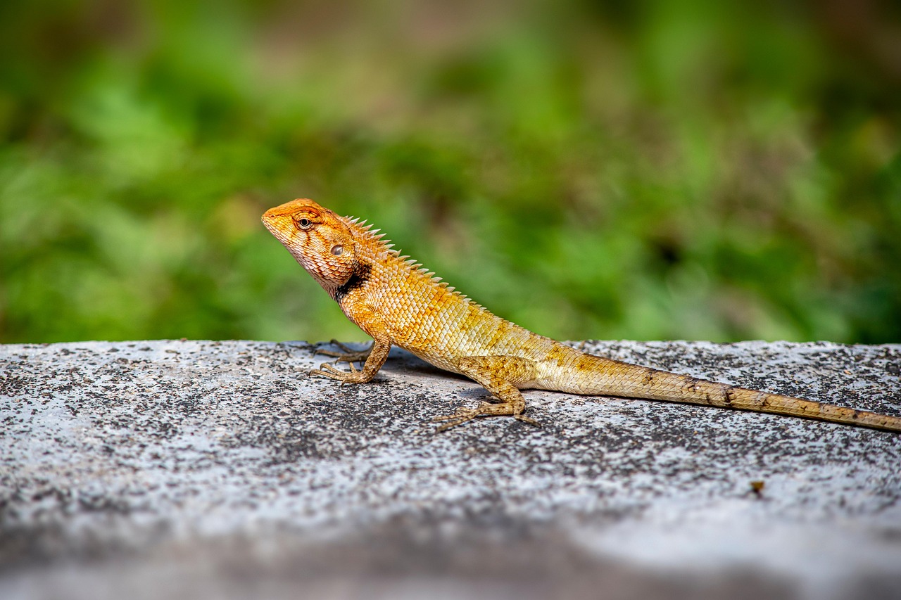 Oriental garden lizard (Calotes vesicolor)