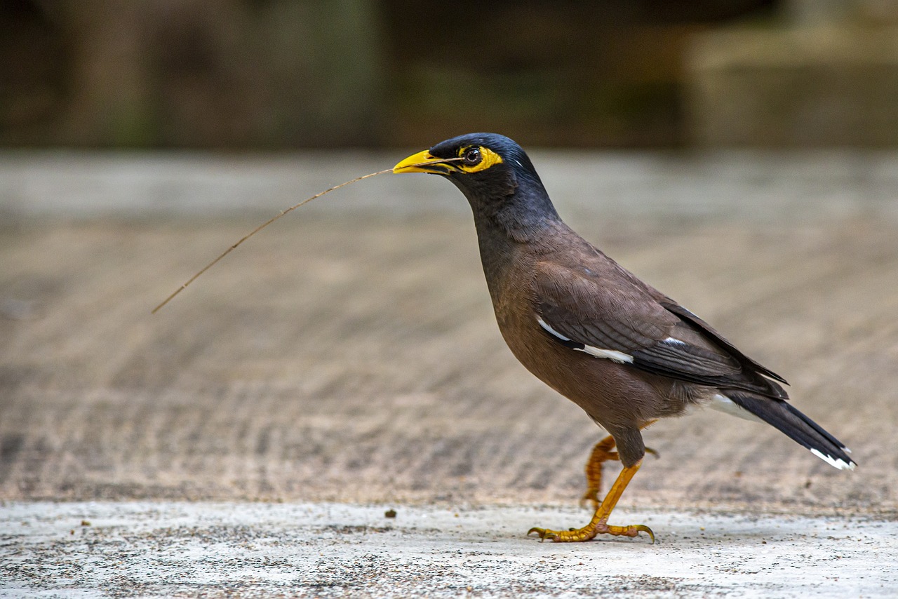 Common myna (Acridotheres tristis)