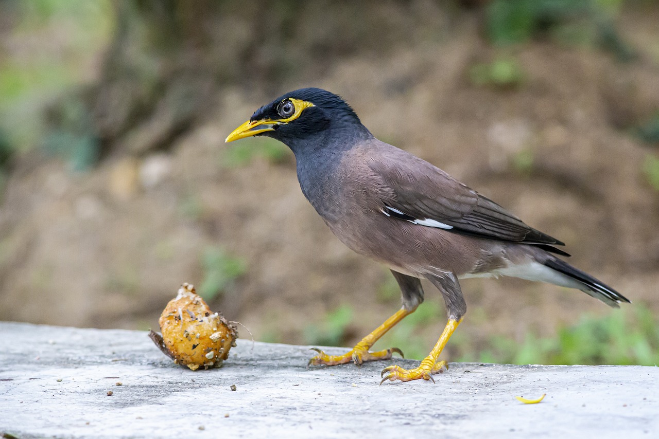 Common myna (Acridotheres tristis)