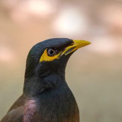 Common myna (Acridotheres tristis)