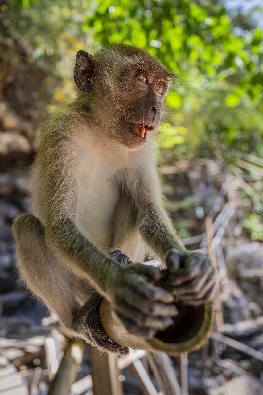 Crab-eating macaque (Macaca fascicularis)