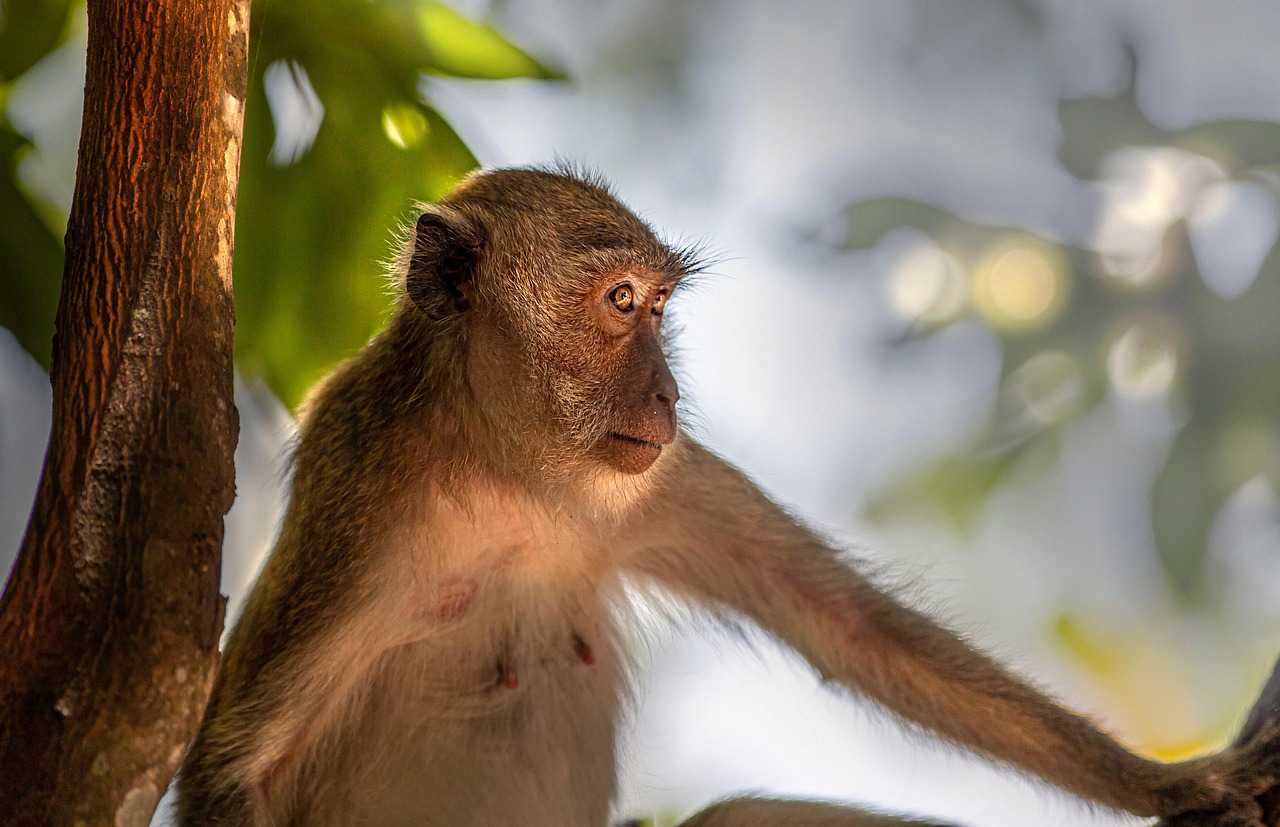 Crab-eating macaque (Macaca fascicularis)