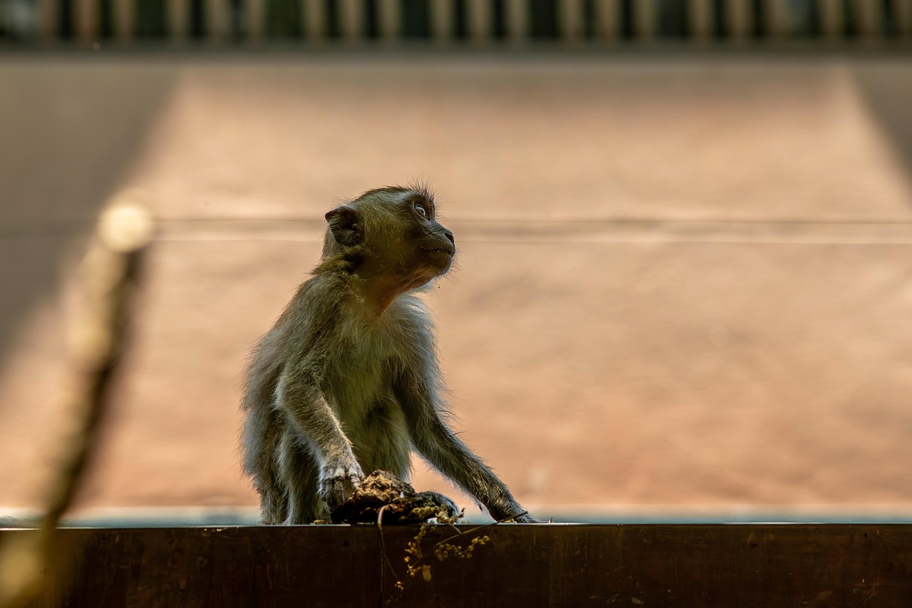 Crab-eating macaque (Macaca fascicularis)