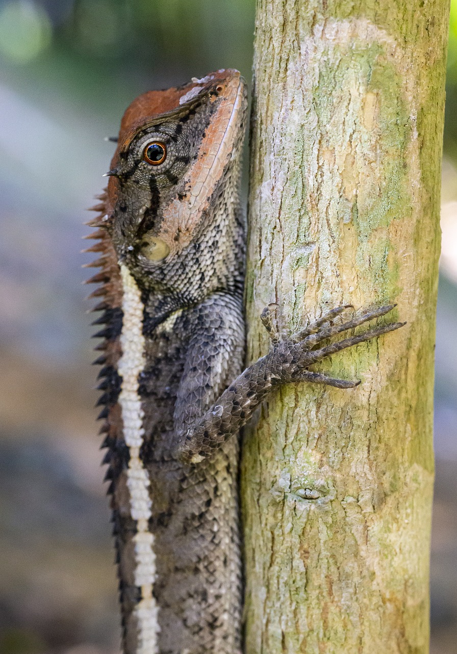 Emma gray`s forest lizard (Calotes emma)