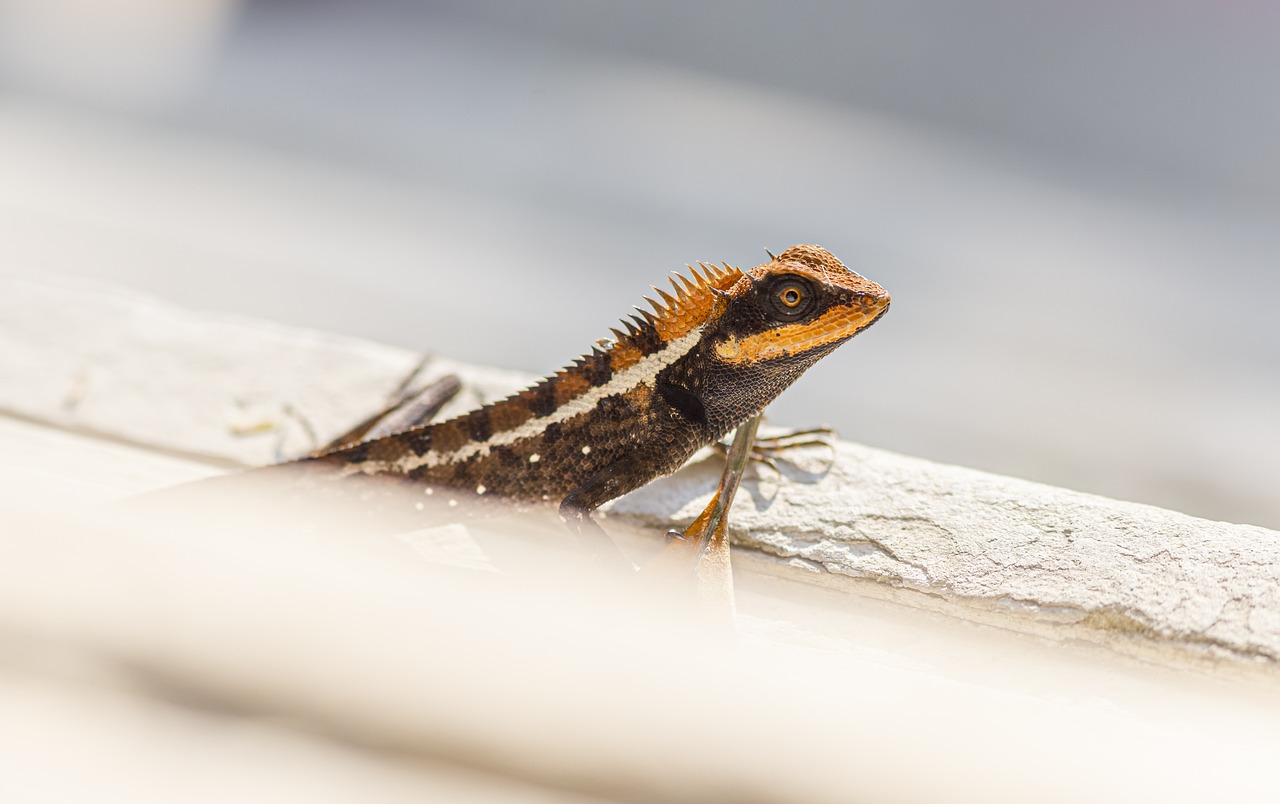 Emma gray`s forest lizard (Calotes emma)