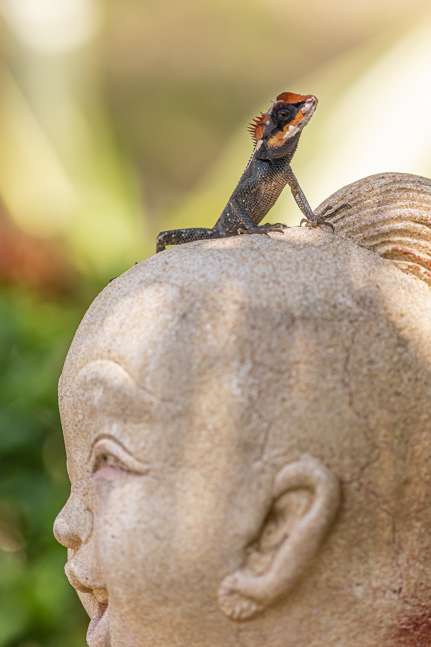 Emma gray`s forest lizard (Calotes emma)