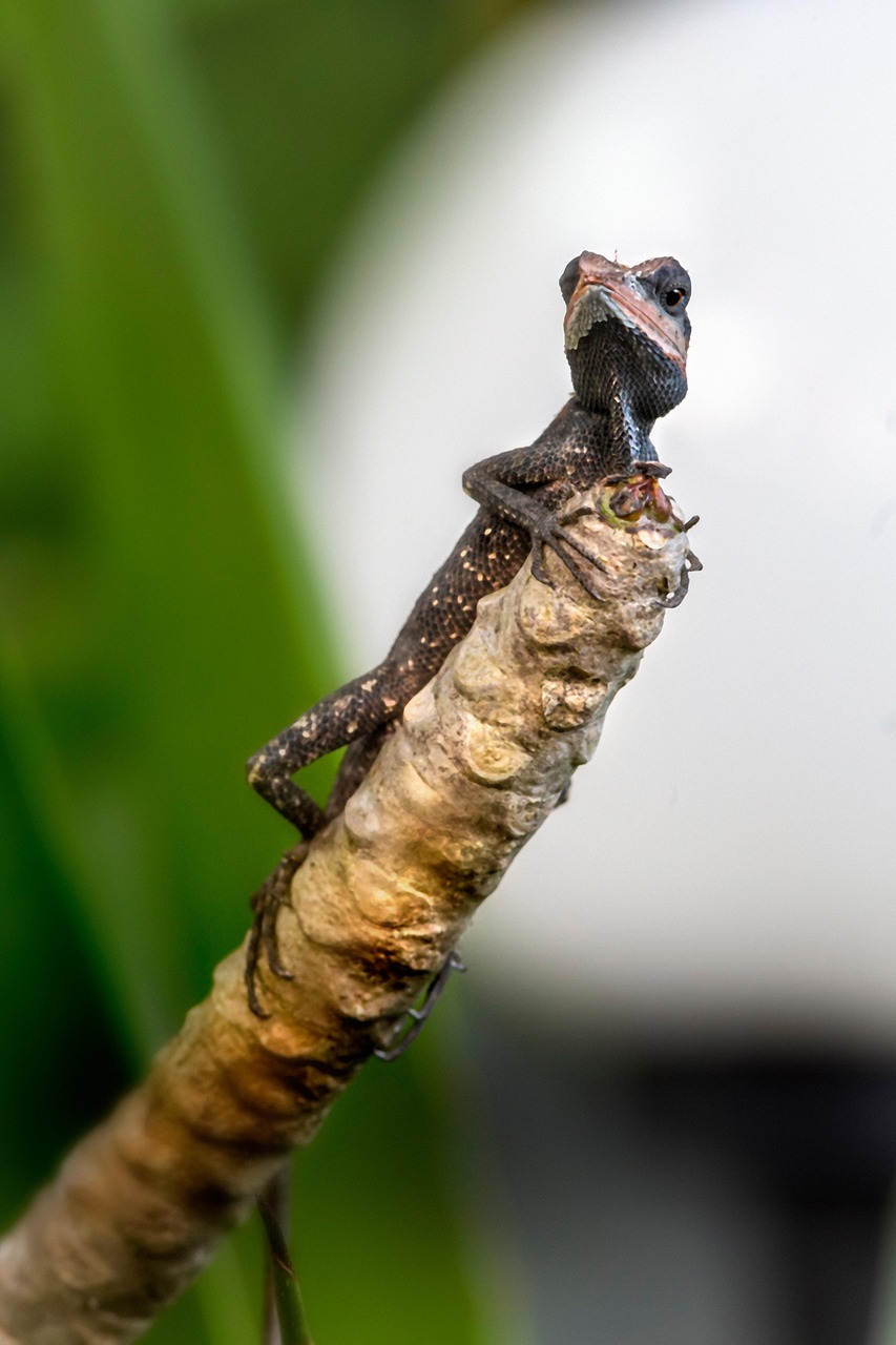 Emma gray`s forest lizard (Calotes emma)