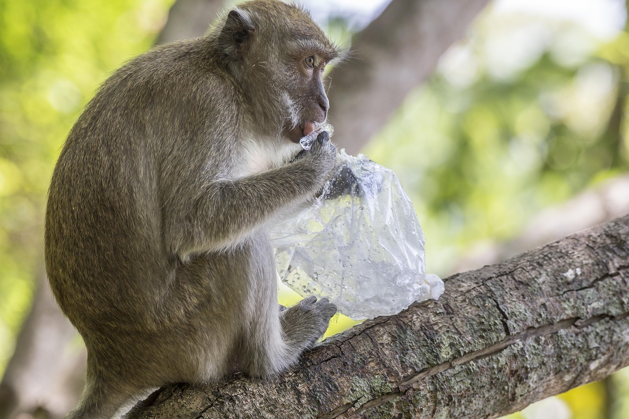 Crab-eating macaque (Macaca fascicularis)