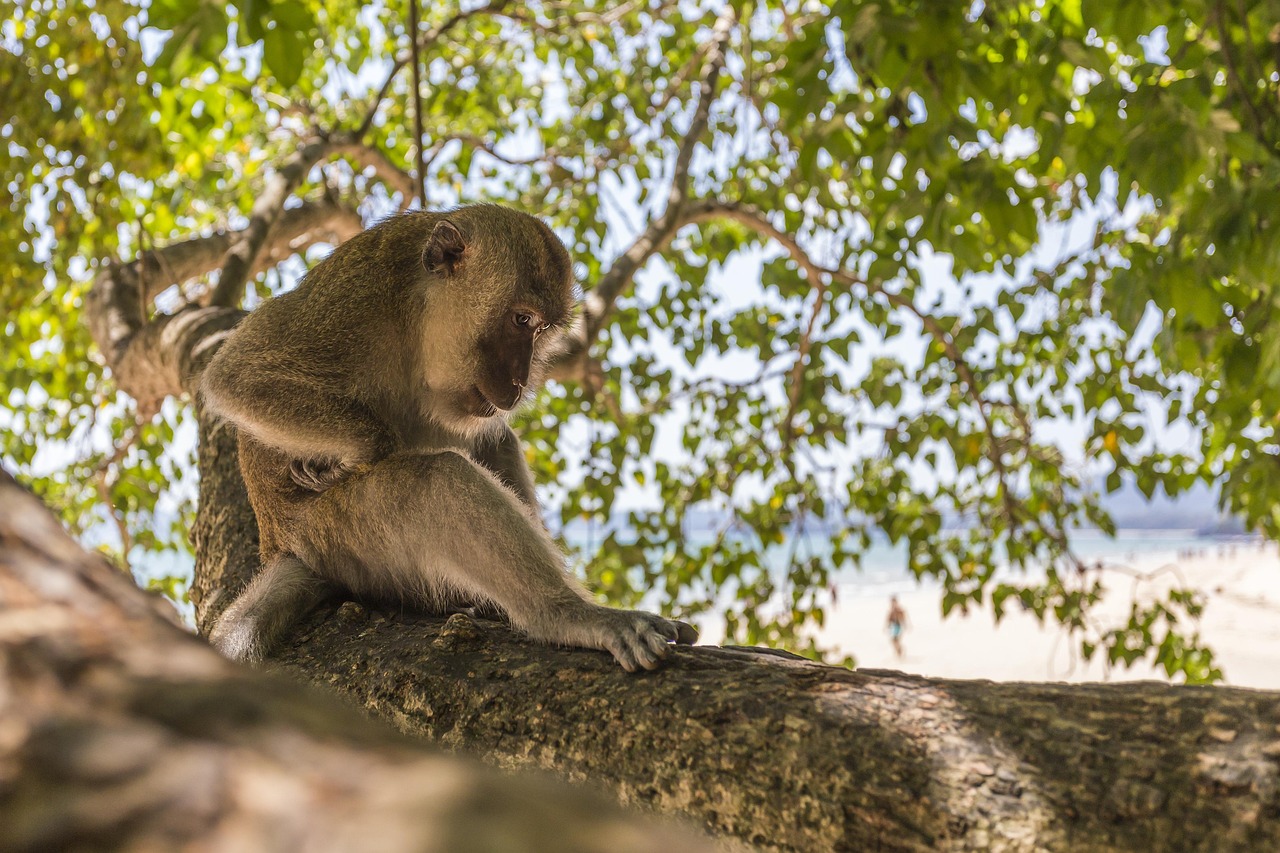 Crab-eating macaque (Macaca fascicularis)