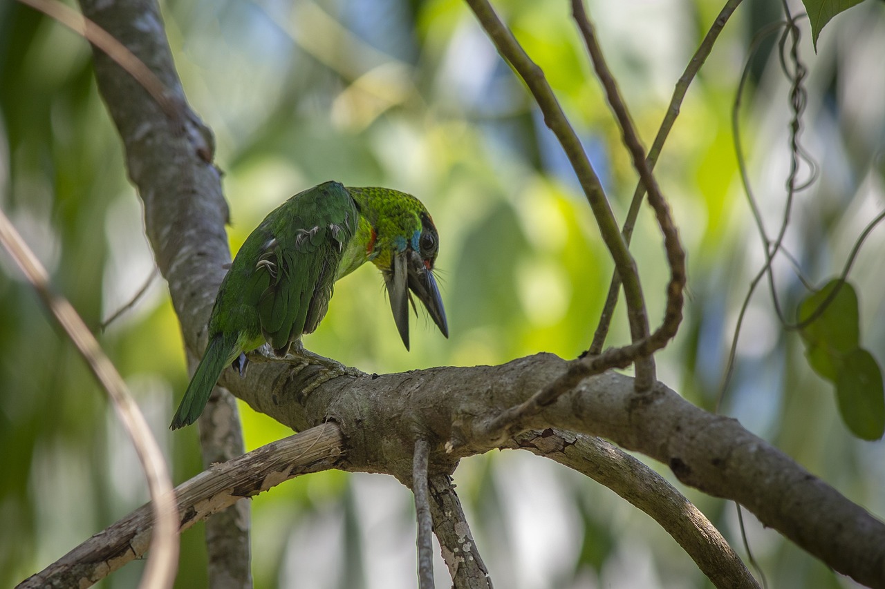 Red-throated Barbet (Megalaima mystacophanos)