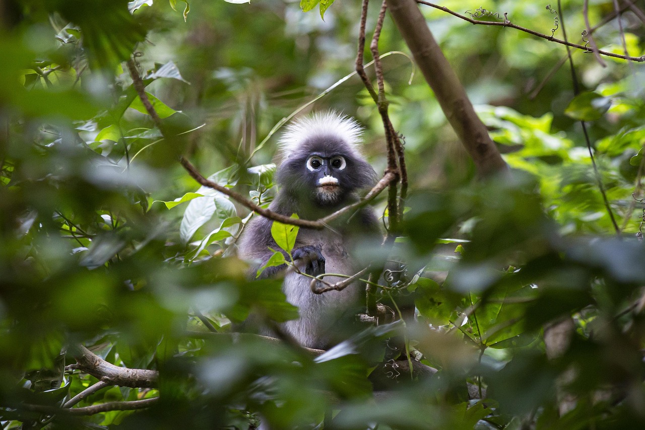 Dusky leaf monkey (Trachypithecus obscurus)