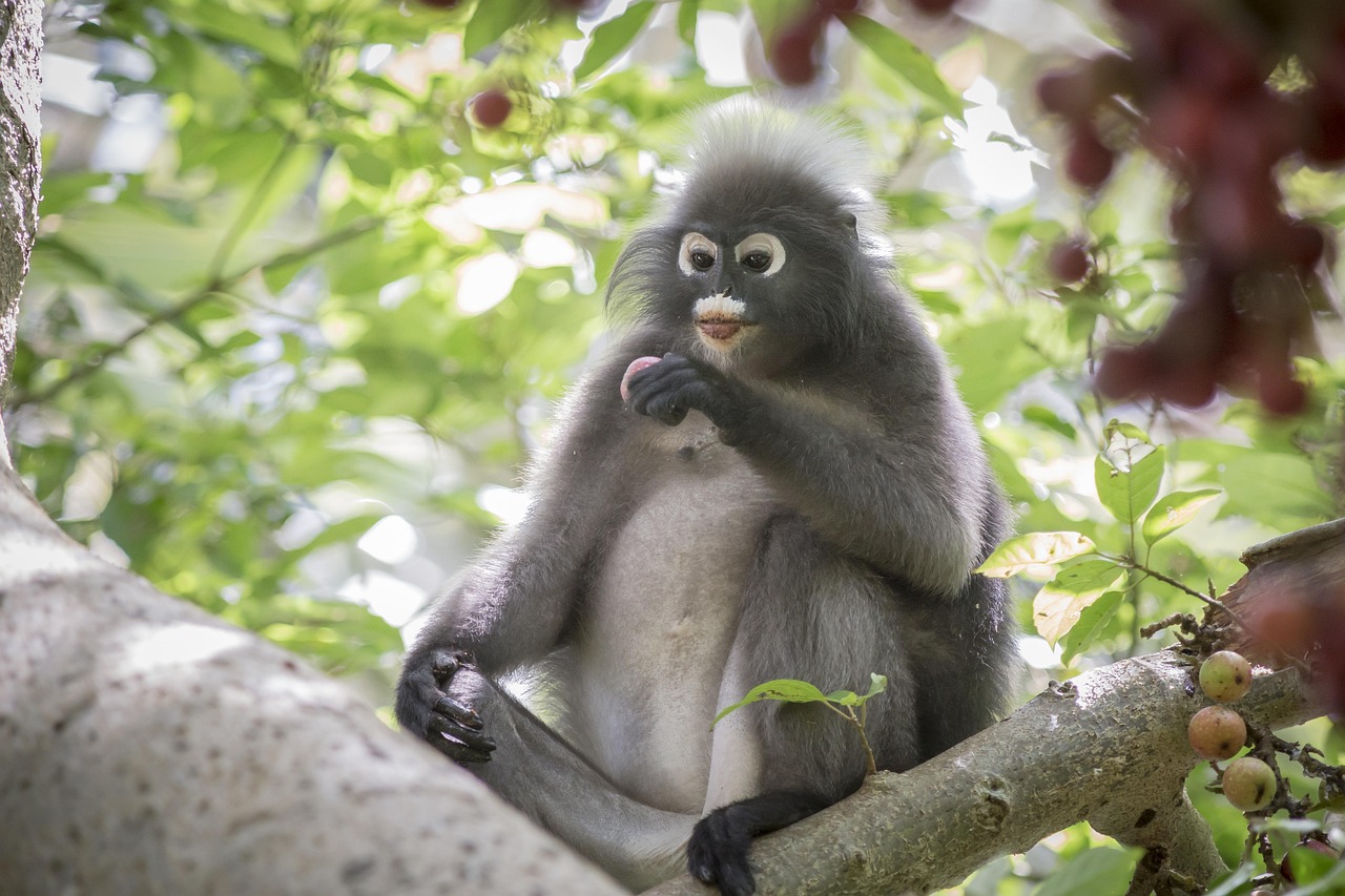 Dusky leaf monkey (Trachypithecus obscurus)