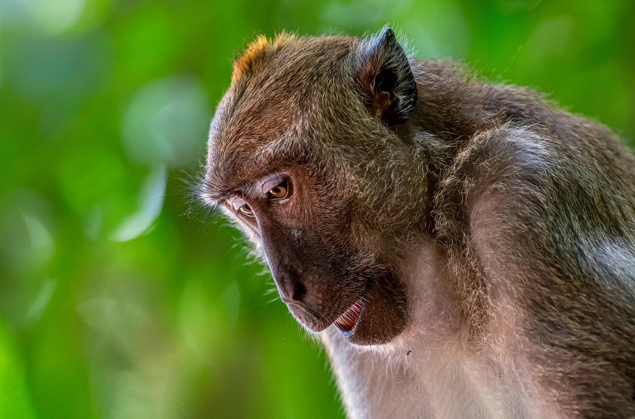 Crab-eating macaque (Macaca fascicularis)