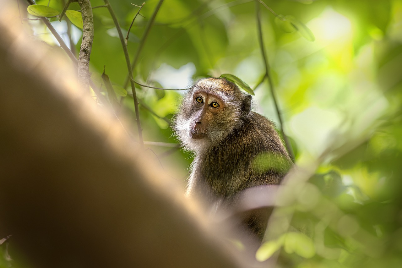 Crab-eating macaque (Macaca fascicularis)