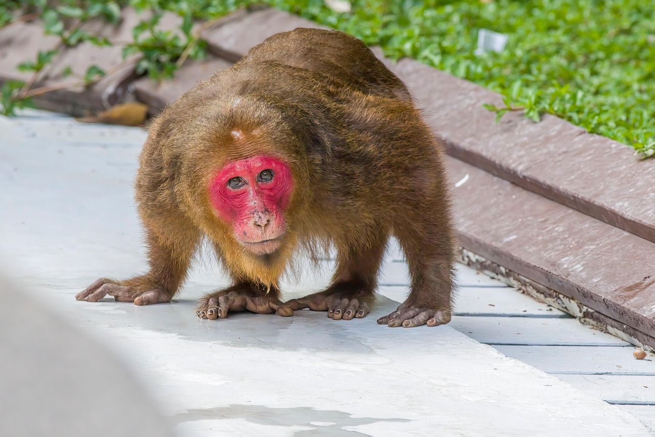 Stump-tailed macaque (Macaca arctoides)