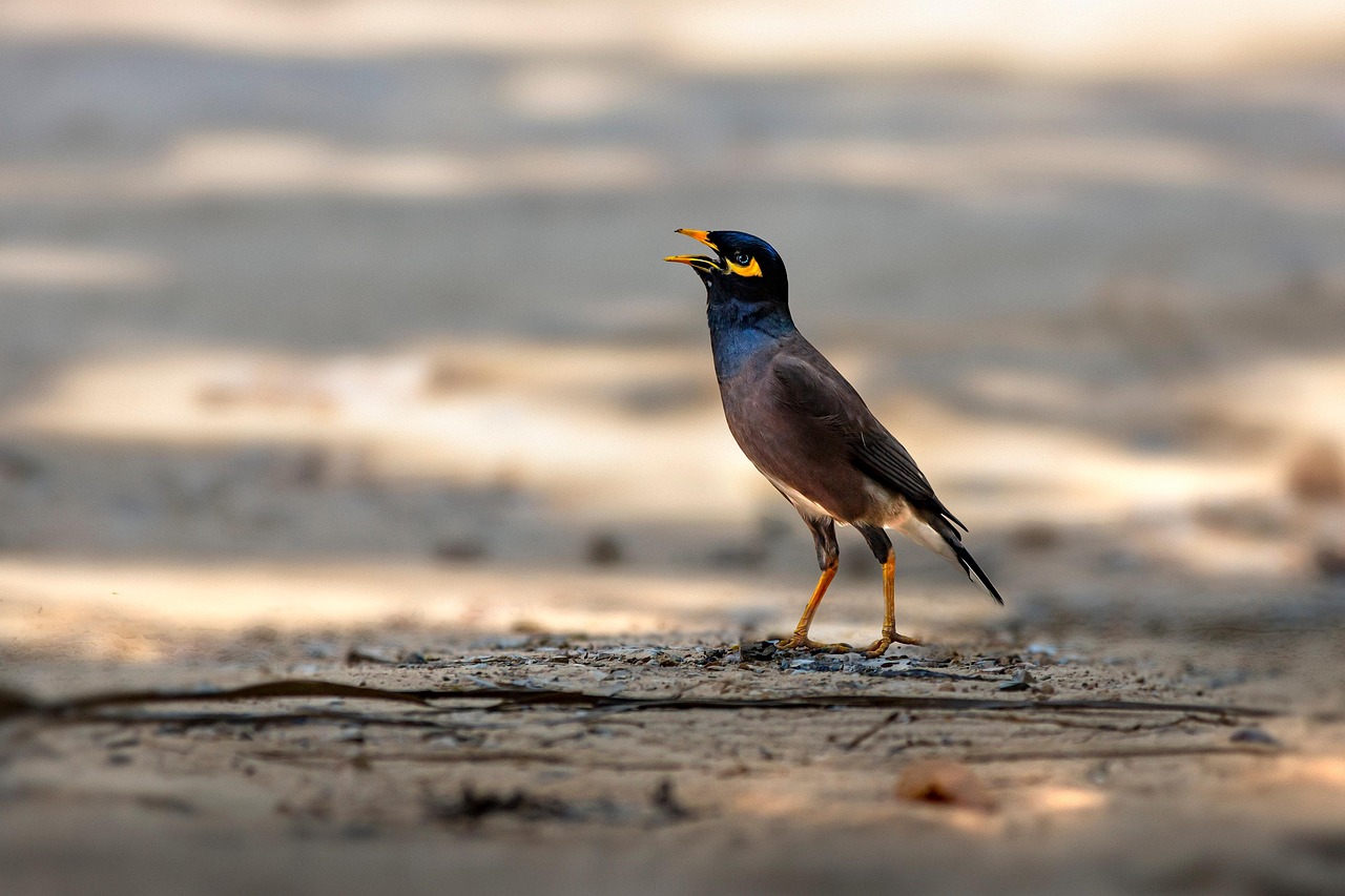 Common myna (Acridotheres tristis)