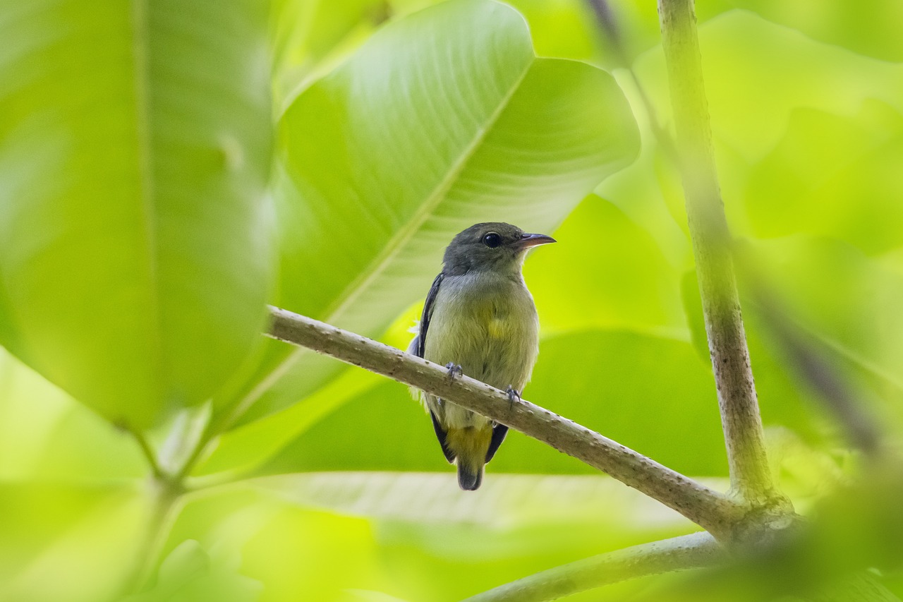 Orange-bellied Flowerpecker (Dicaeum trigonostigma)