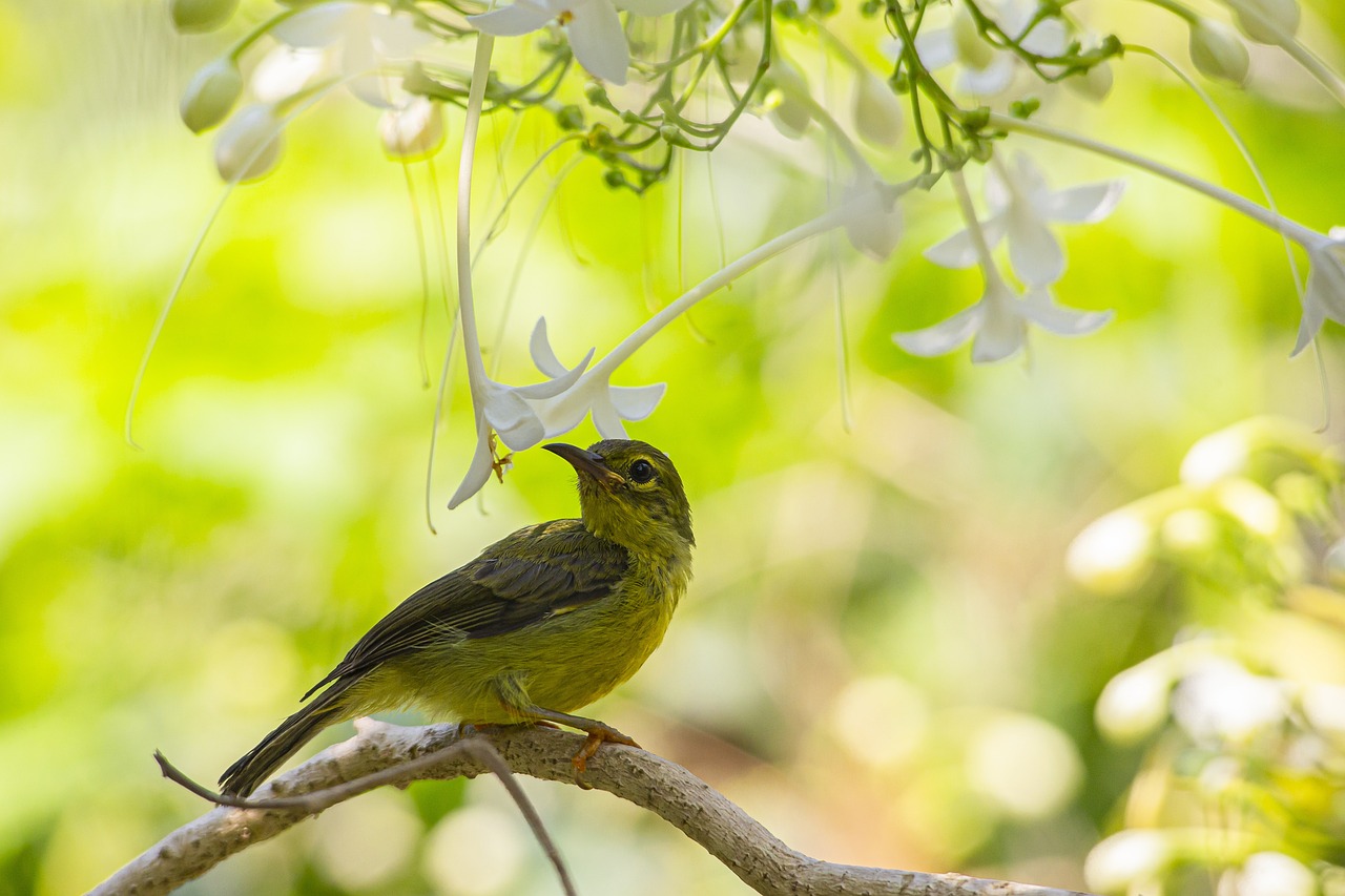 Brown-throated sunbird (Anthreptes malacensis)