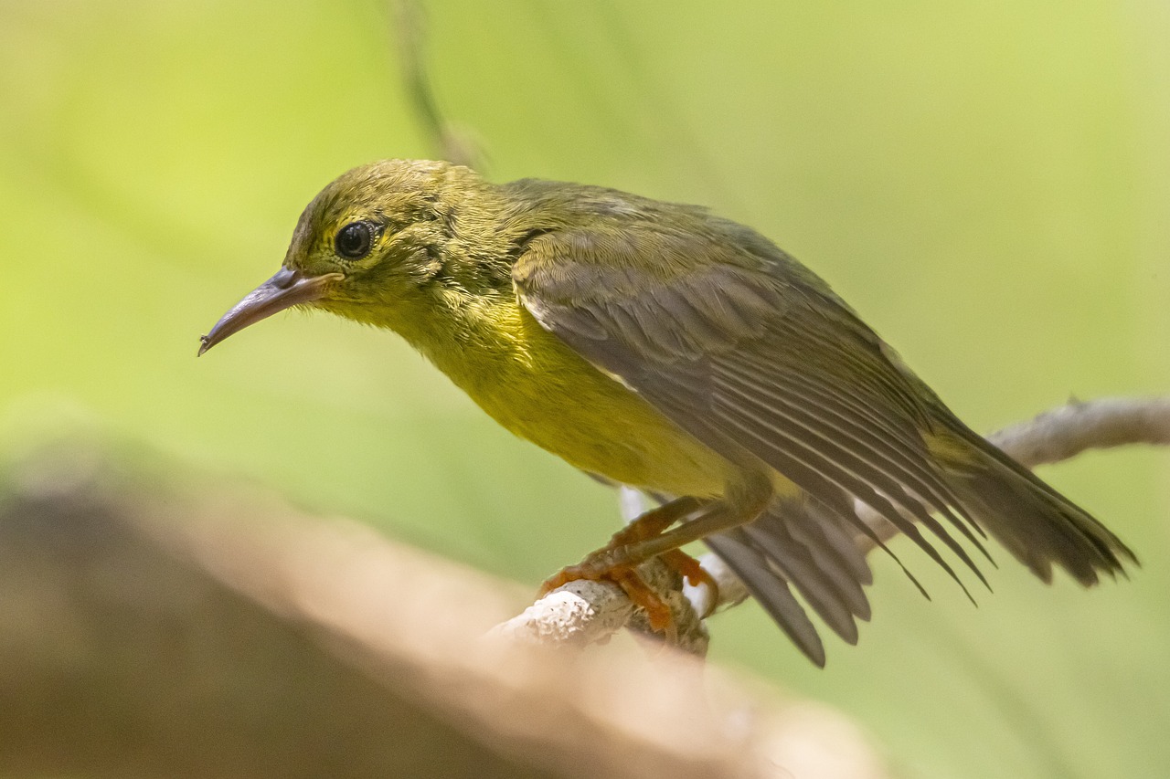 Brown-throated sunbird (Anthreptes malacensis)