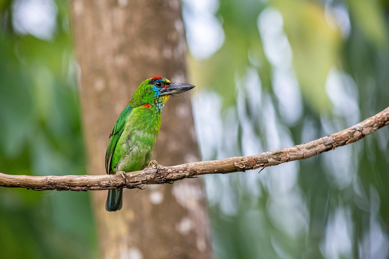 Red-throated Barbet (Megalaima mystacophanos)