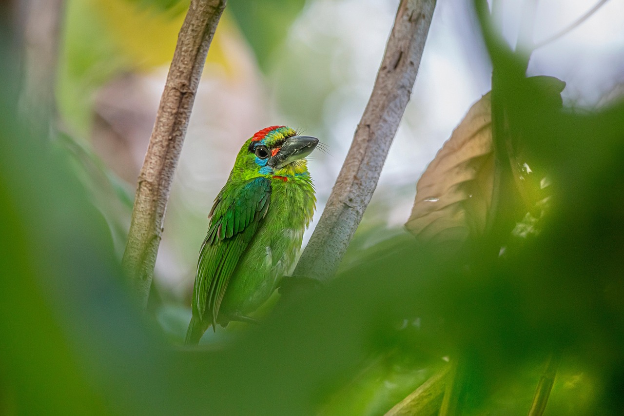 Red-throated Barbet (Megalaima mystacophanos)