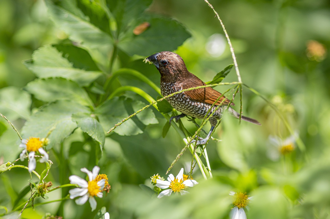 Scaly-breasted Munia (Lonchura punctulata)