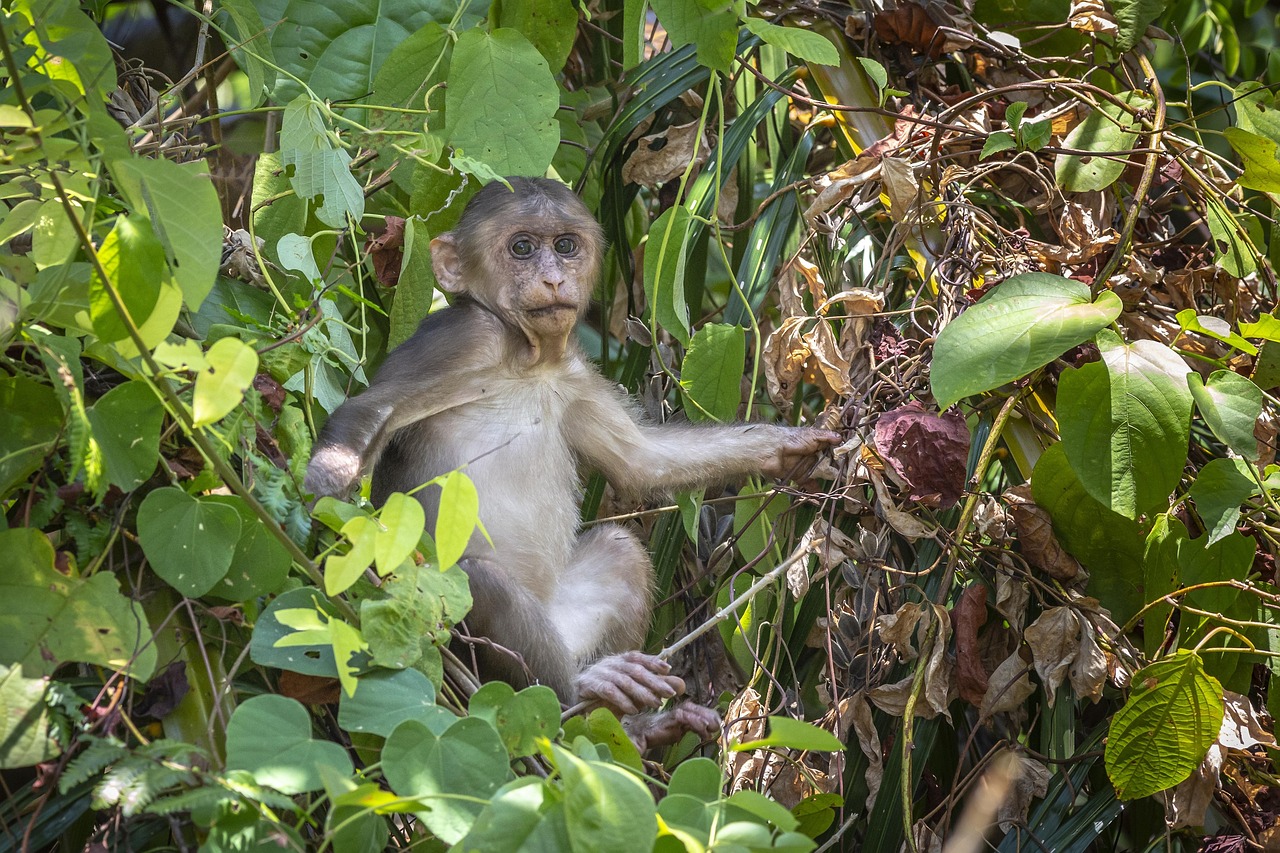 Stump-tailed macaque (Macaca arctoides)