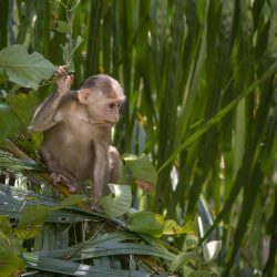 Stump-tailed macaque (Macaca arctoides)