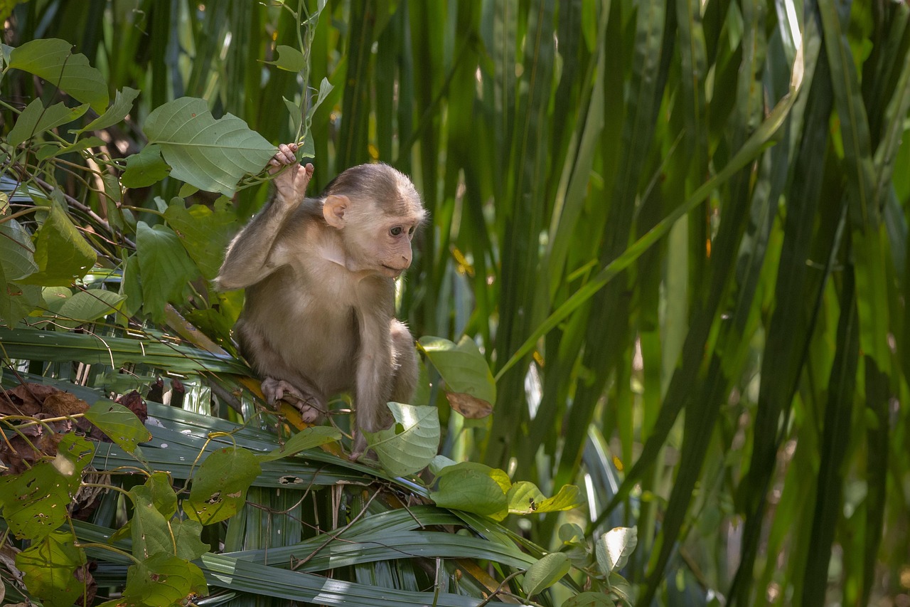 Stump-tailed macaque (Macaca arctoides)