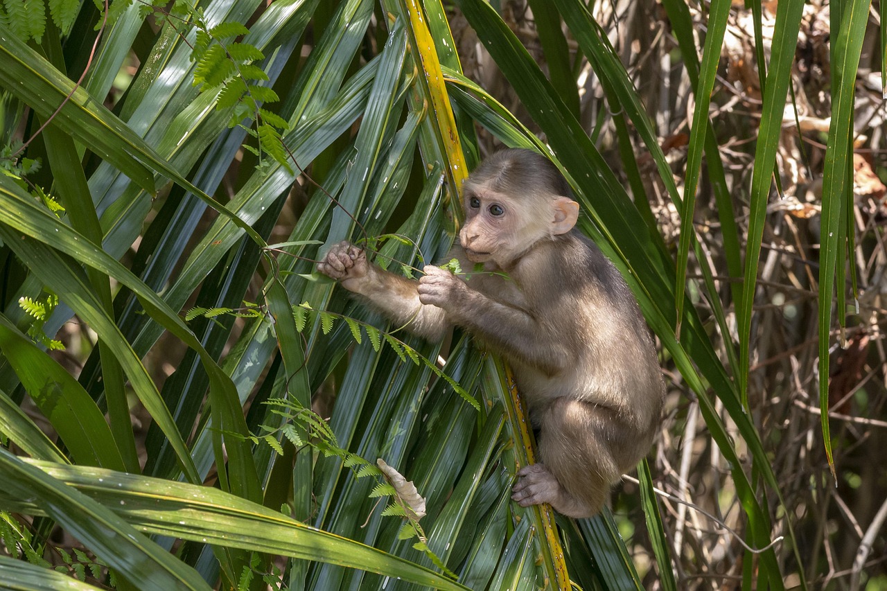 Stump-tailed macaque (Macaca arctoides)