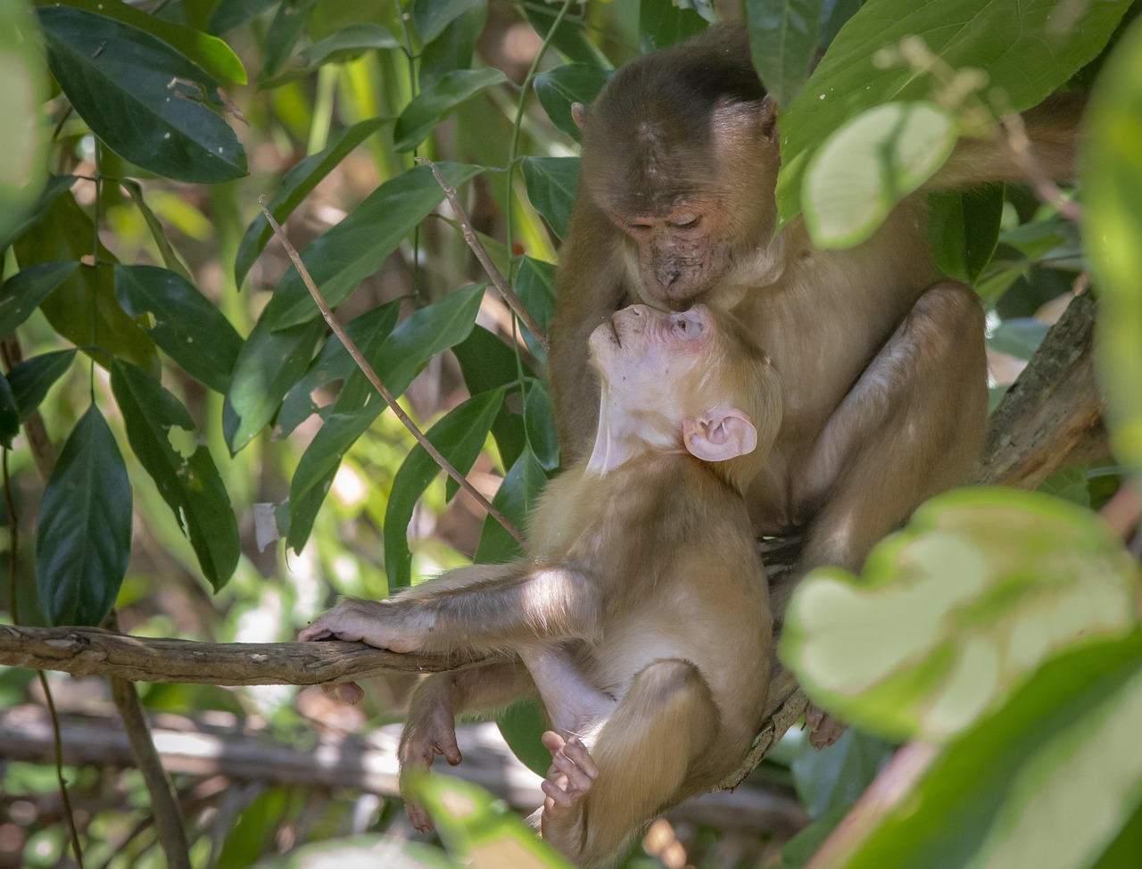 Stump-tailed macaque (Macaca arctoides)