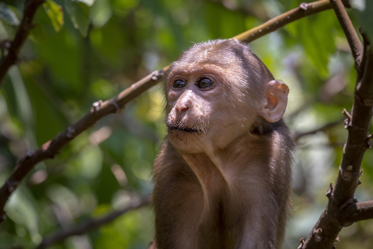 Stump-tailed macaque (Macaca arctoides)