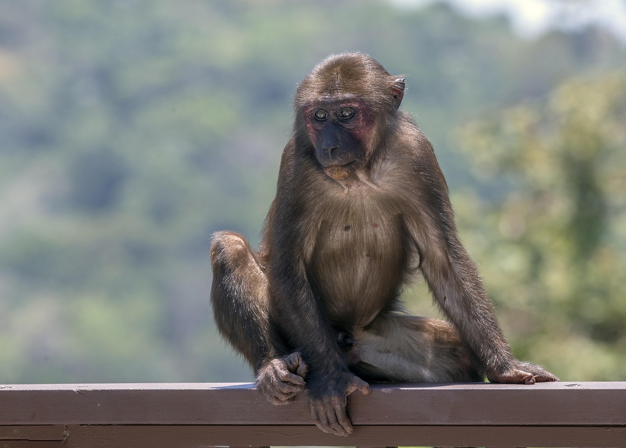 Stump-tailed macaque (Macaca arctoides)