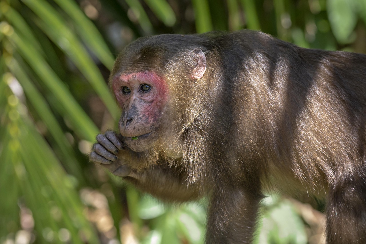 Stump-tailed macaque (Macaca arctoides)