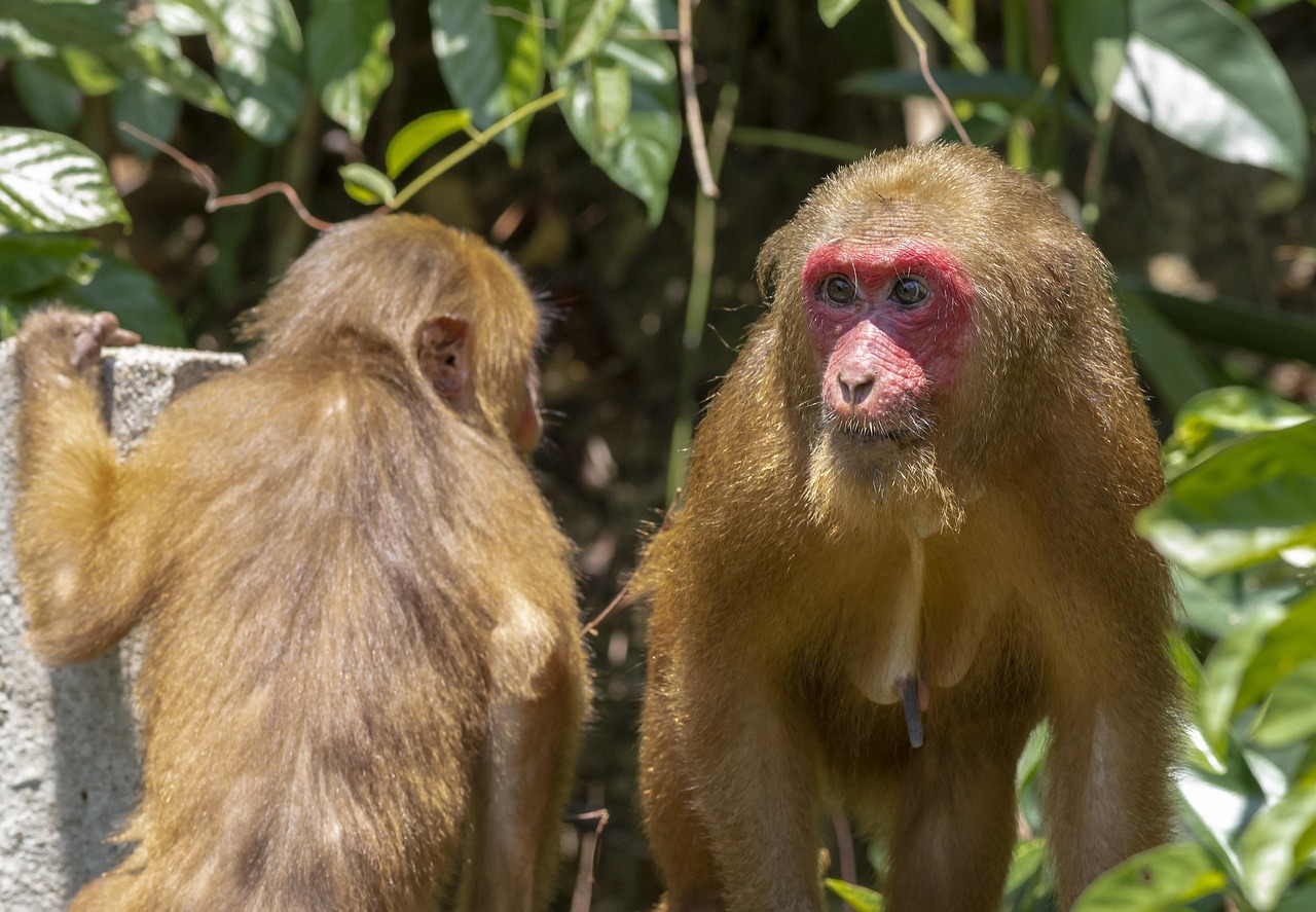 Stump-tailed macaque (Macaca arctoides)