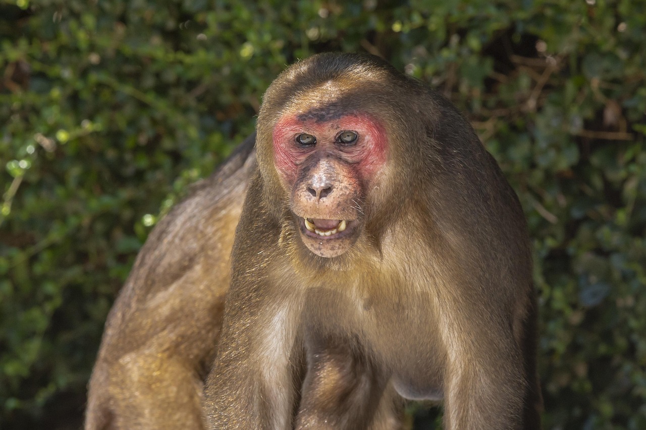 Stump-tailed macaque (Macaca arctoides)