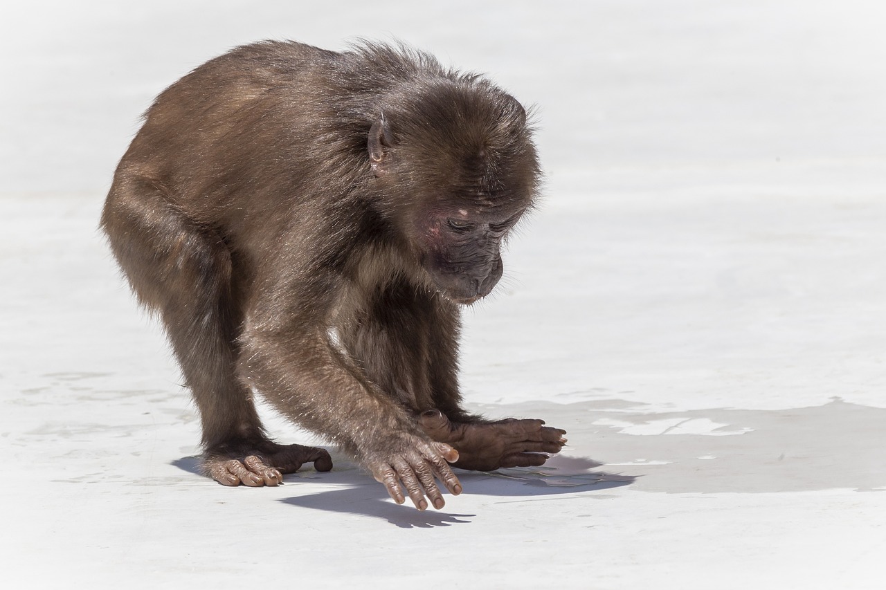 Stump-tailed macaque (Macaca arctoides)