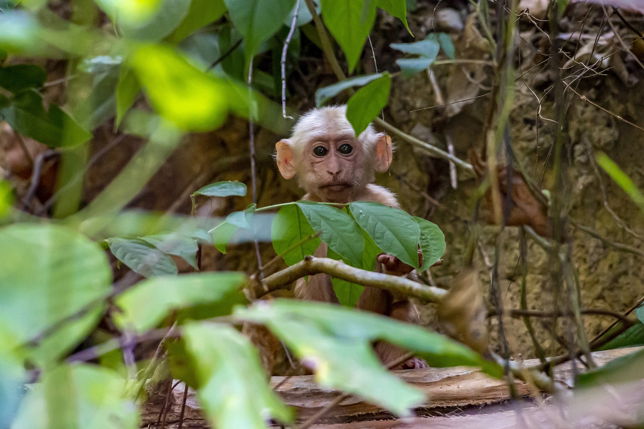 Stump-tailed macaque (Macaca arctoides)