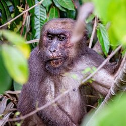 Stump-tailed macaque (Macaca arctoides)