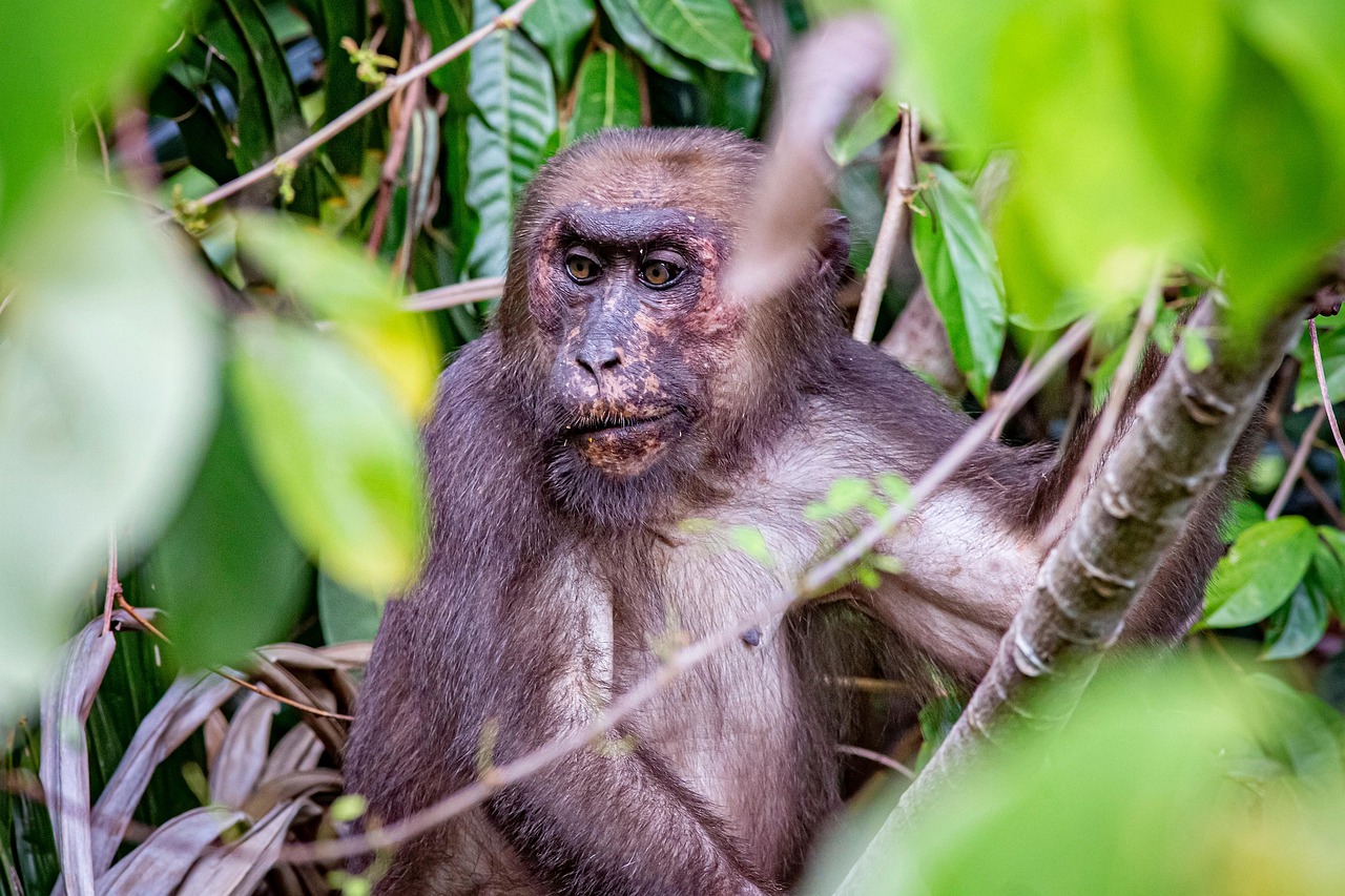 Stump-tailed macaque (Macaca arctoides)