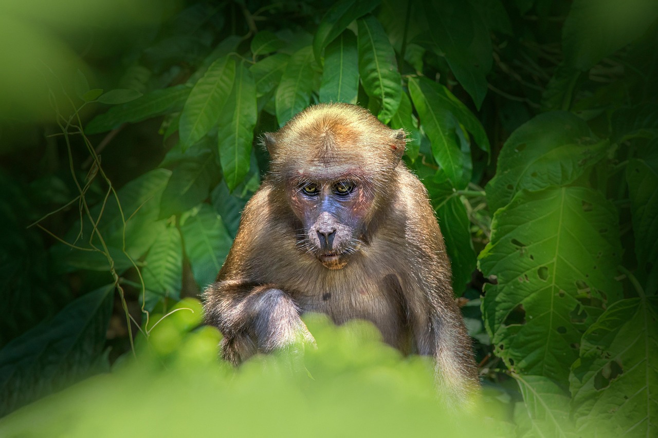 Stump-tailed macaque (Macaca arctoides)