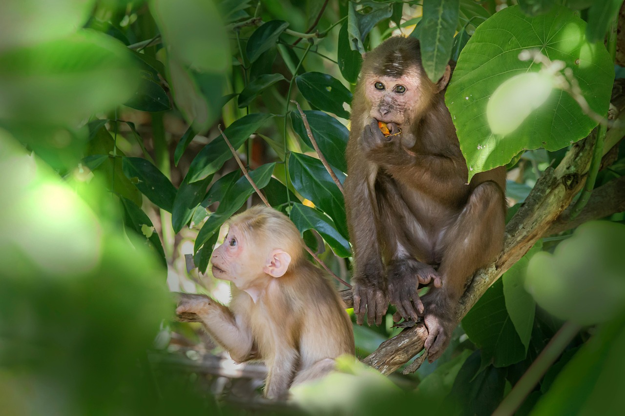 Stump-tailed macaque (Macaca arctoides)