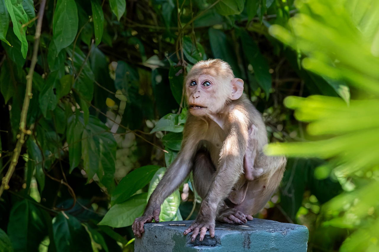 Stump-tailed macaque (Macaca arctoides)