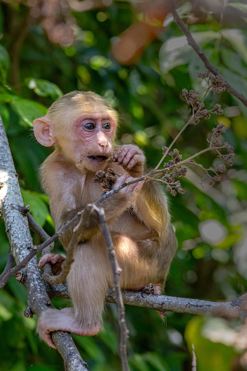 Stump-tailed macaque (Macaca arctoides)