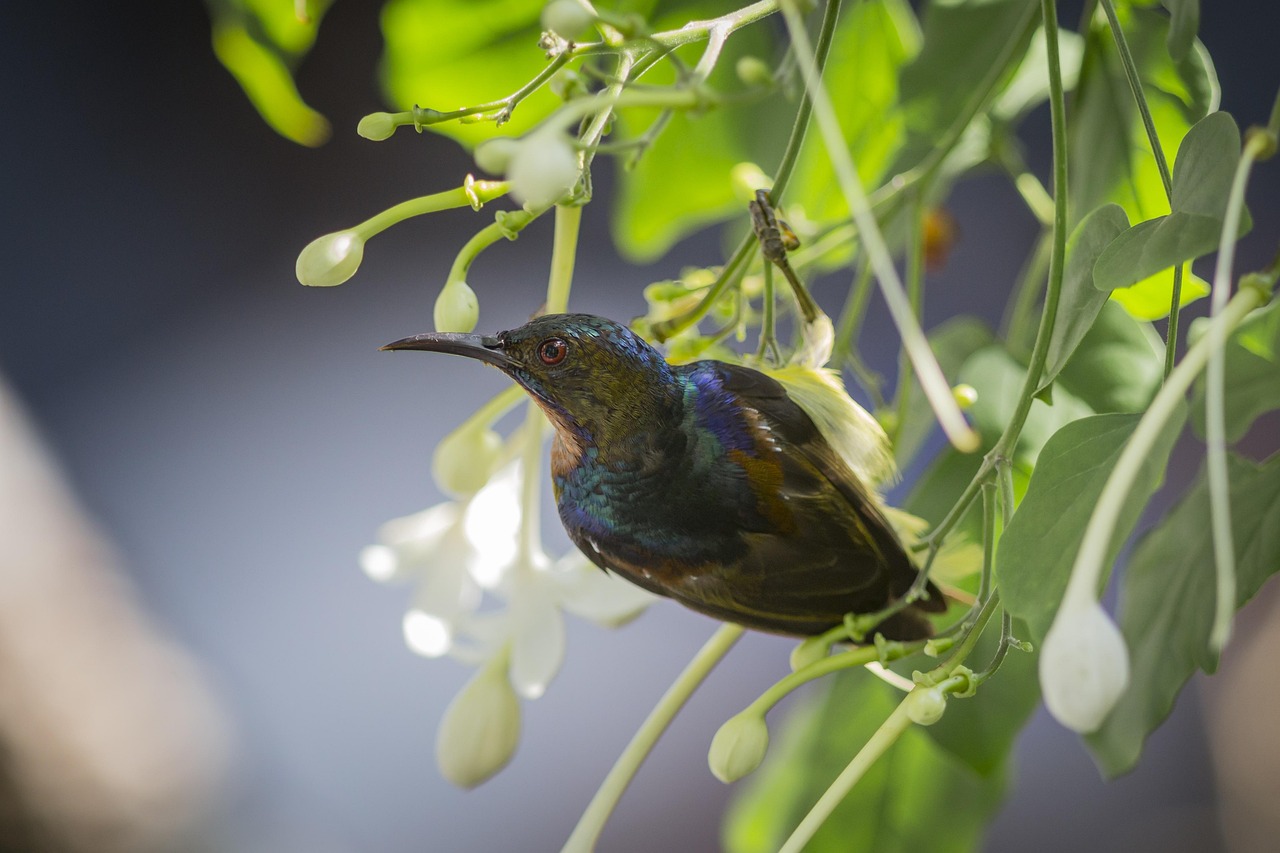 Brown-throated sunbird (Anthreptes malacensis)