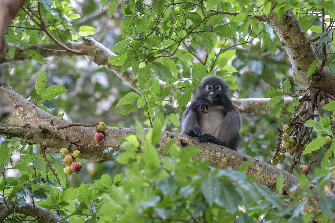 Dusky leaf monkey (Trachypithecus obscurus)