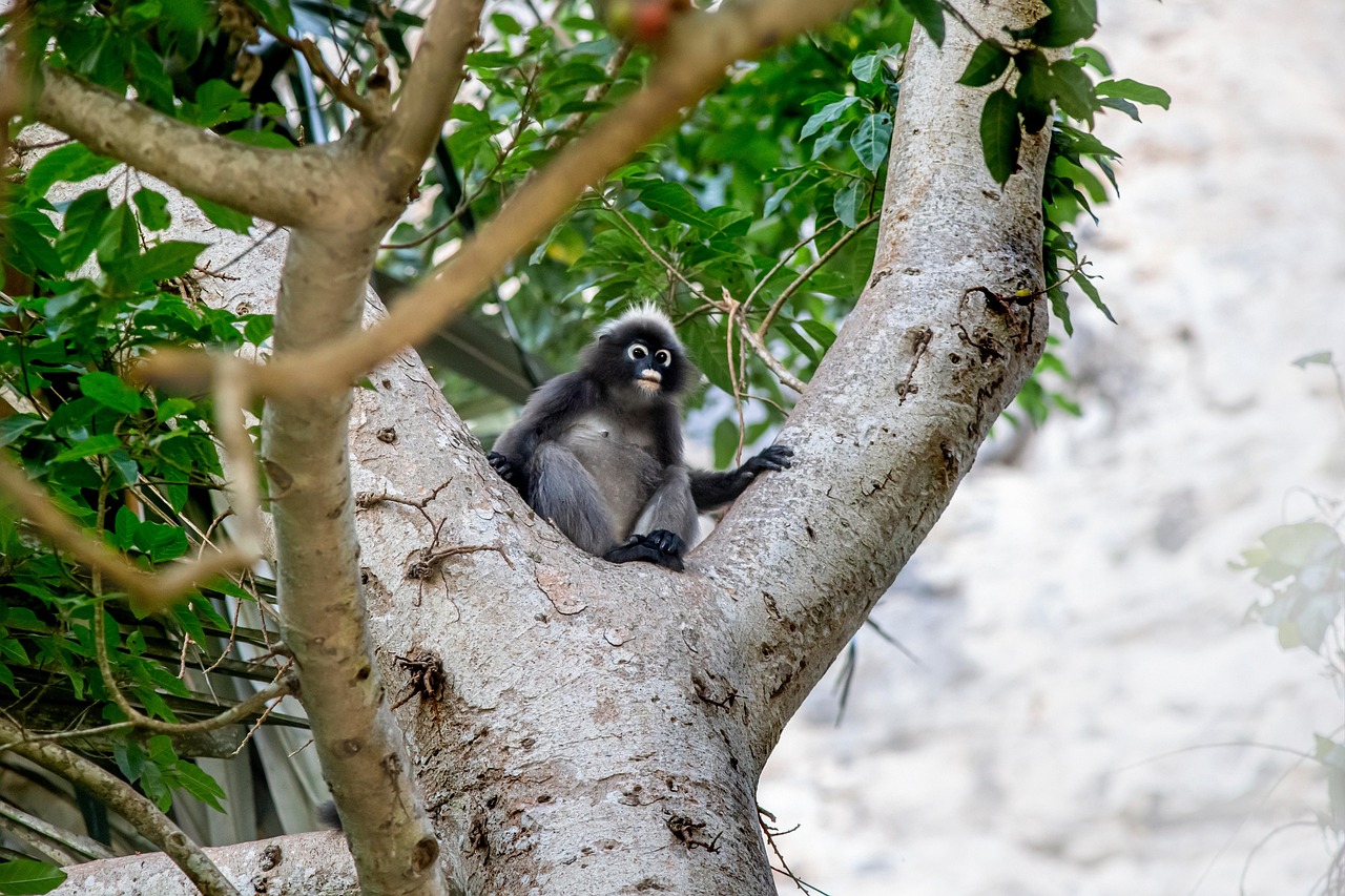 Dusky leaf monkey (Trachypithecus obscurus)