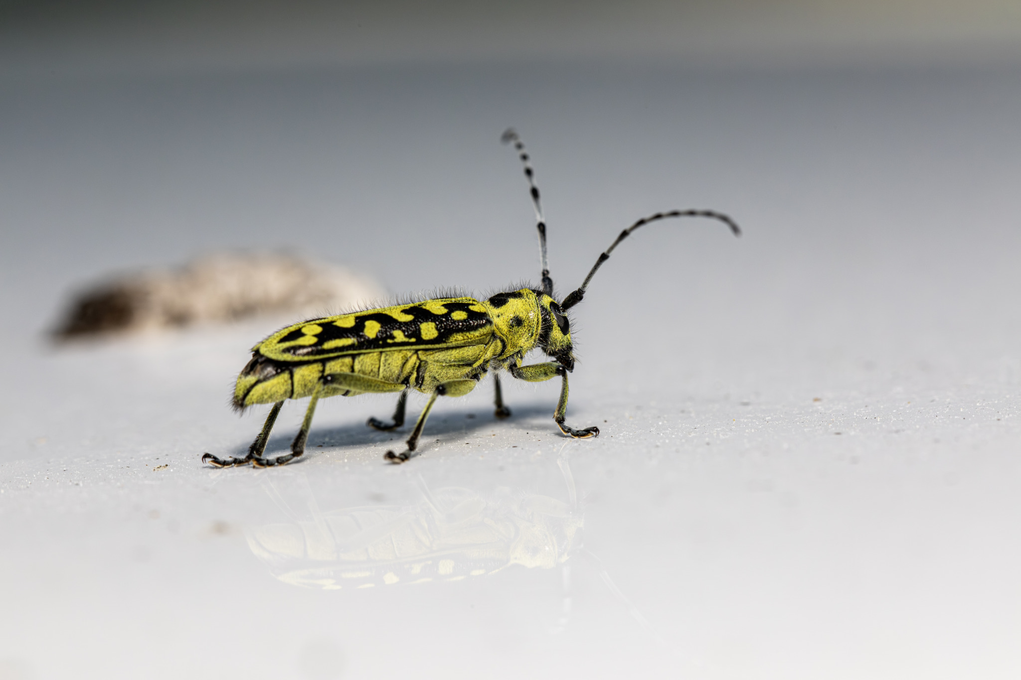 Ladder-marked longhorn beetle (Saperda scalaris)