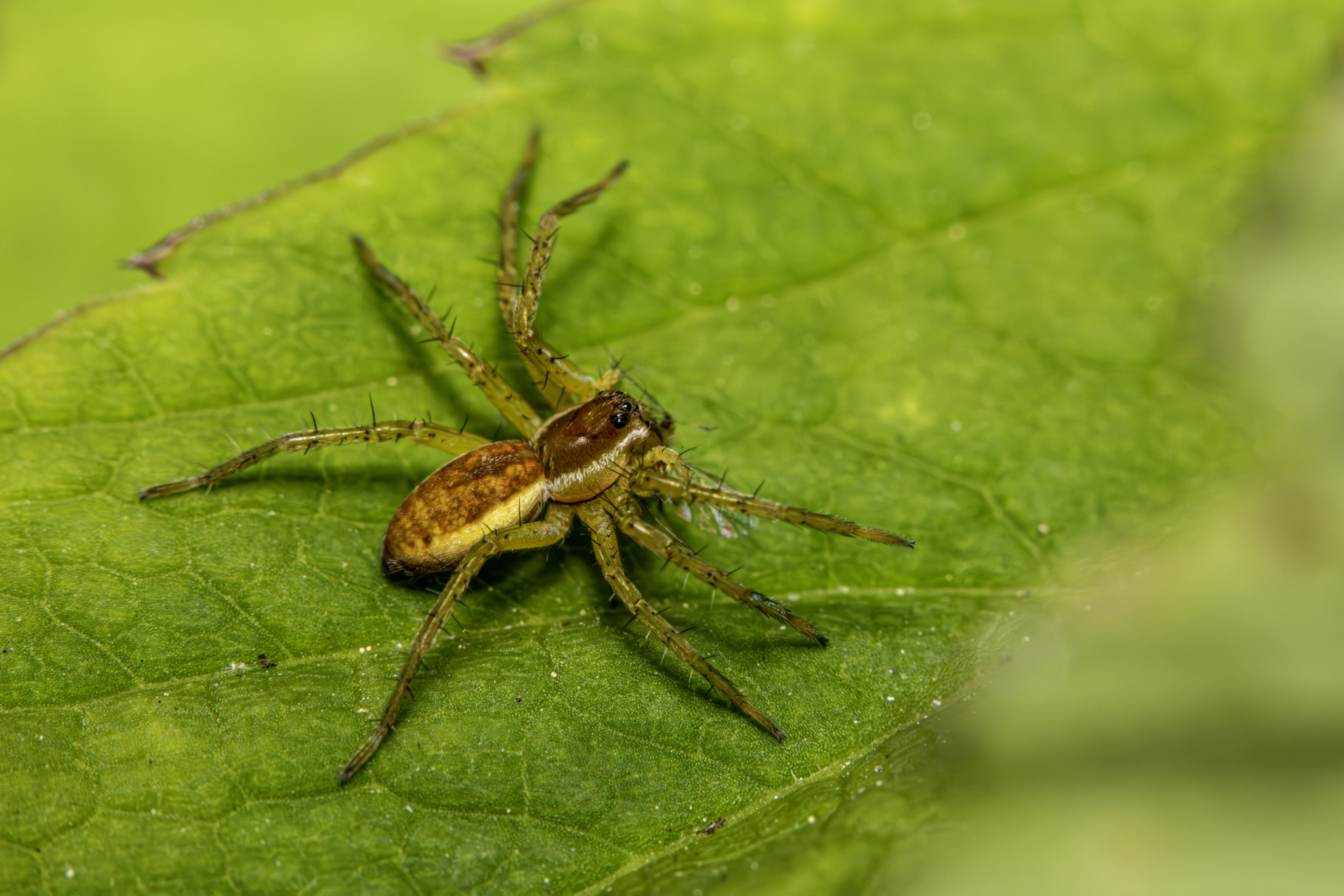 Raft spider (Dolomedes fimbriatus)