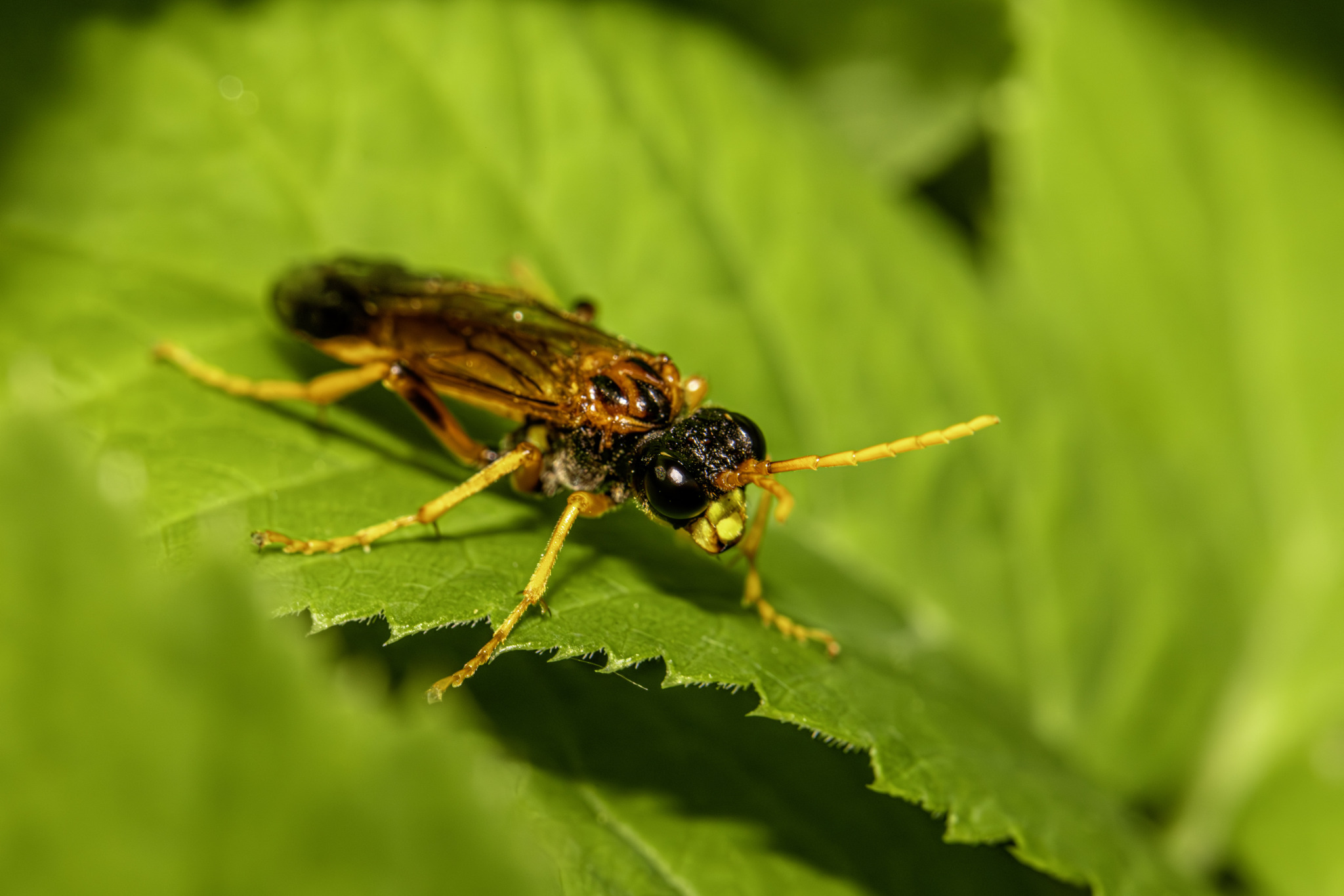 Figwort Sawfly (Tenthredo scrophulariae)